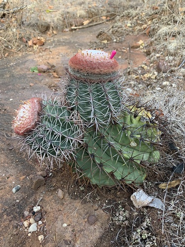Melocactus zehntneri