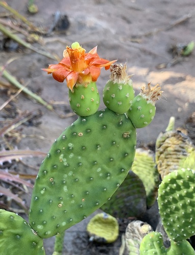 Tacinga inamoena