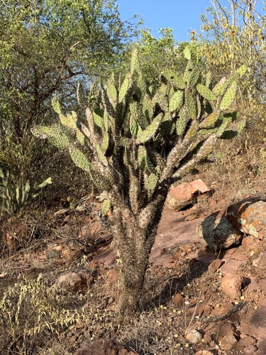 Tacinga palmadora