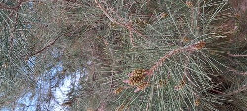 River sheoak