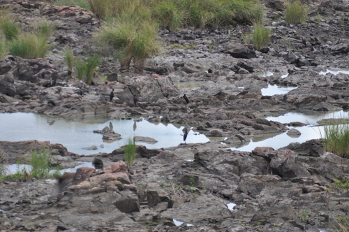 African Openbill