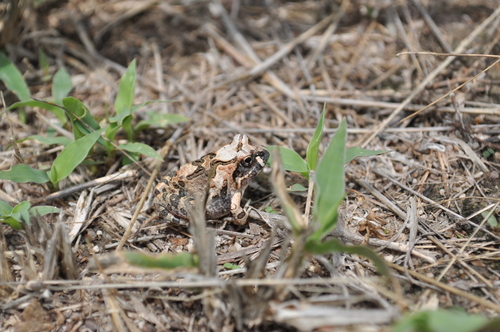Rough sand frog