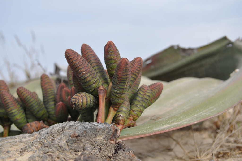 Welwitschia Family (Family Welwitschiaceae) · iNaturalist