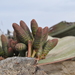 Welwitschia Family - Photo (c) Paulo E. Cardoso, all rights reserved, uploaded by Paulo E. Cardoso