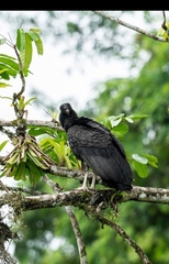 Sarcoramphus papa image