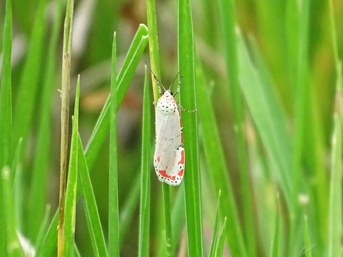 Ornate Bella Moth