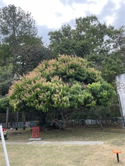 Mangifera indica image
