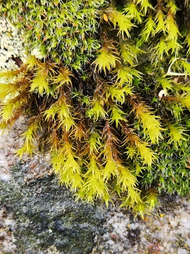 iNaturalist observation photo of Mosses