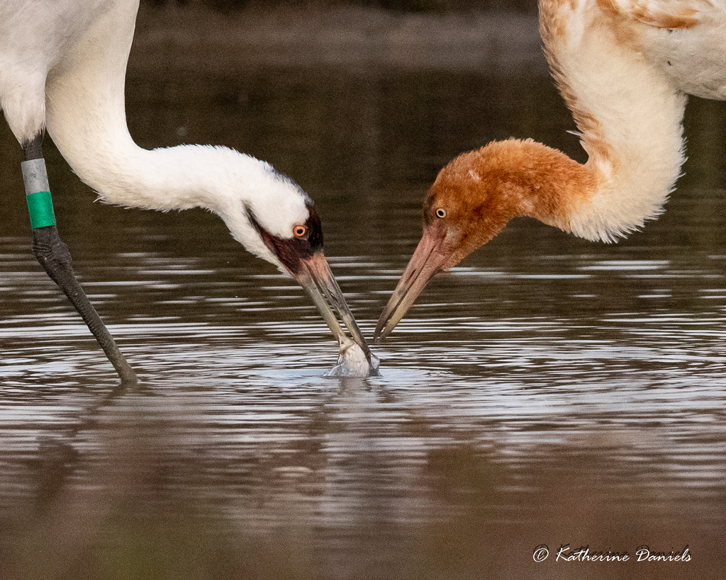 Whooping Crane In February 2023 By Katherine Benbow Daniels INaturalist   Large 