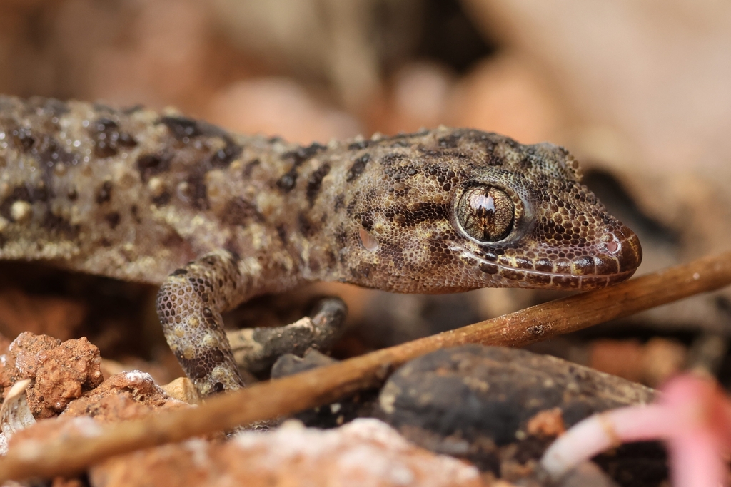 Mediterranean House Gecko in March 2023 by Tiago Guerreiro · iNaturalist