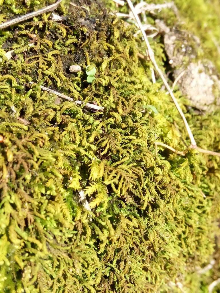 treeskirt moss from Liberty Nature center on March 5, 2023 at 0635 PM