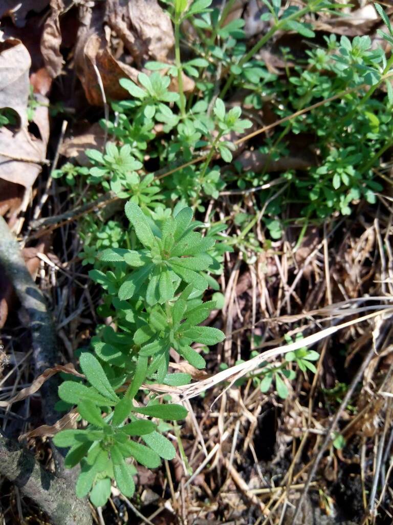 catchweed bedstraw from Liberty Nature center on March 05, 2023 at 06