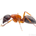 Bicolored Carpenter Ant - Photo (c) Steven Wang, all rights reserved, uploaded by Steven Wang
