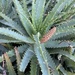 Spider Aloe - Photo (c) Sophia Usow, all rights reserved, uploaded by Sophia Usow