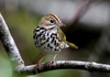 Ovenbird - Photo (c) J.D. Willson, all rights reserved