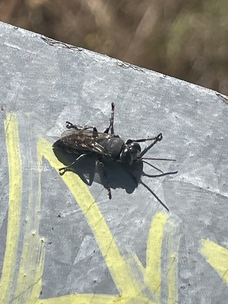 Bees and Apoid Wasps from Dam Wall Walk, Frankston South, VIC, AU on ...