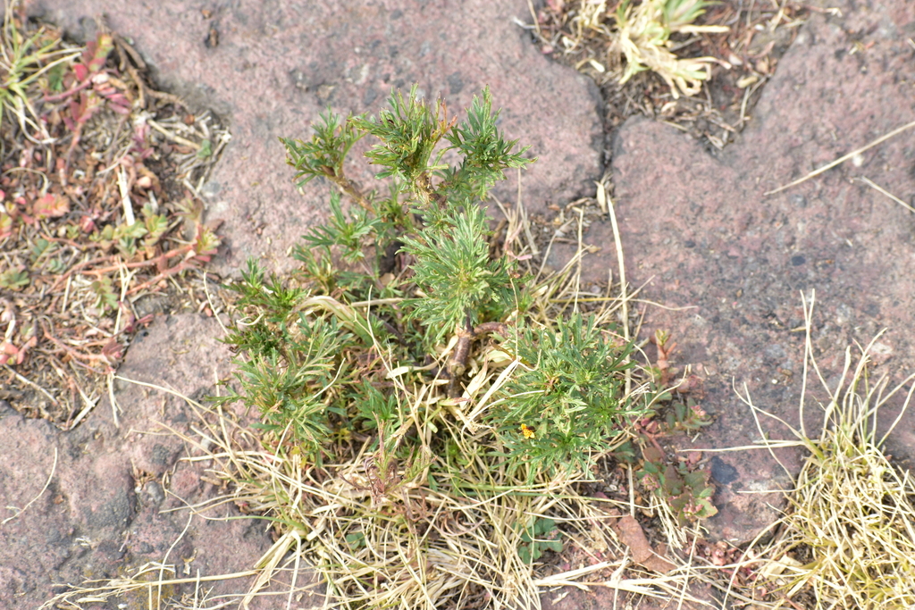 Fetid Marigold From Amp Emiliano Zapata, Ciudad De México, Cdmx, México 