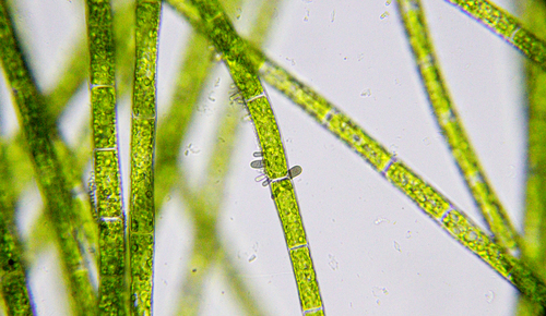 Rhizoclonium