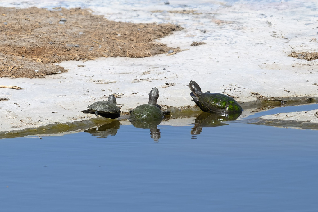 Helmeted Turtle from Halali, Namibia on February 9, 2023 at 11:42 AM by ...