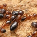 Camponotus vitiosus - Photo (c) Ceapon, all rights reserved, uploaded by Ceapon