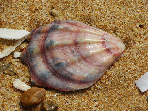 Swift's Scallop