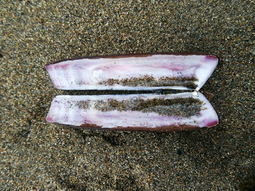 Krusenstern's Razor Clam