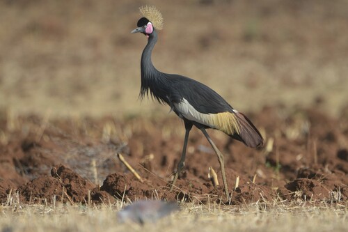 Black Crowned Crane