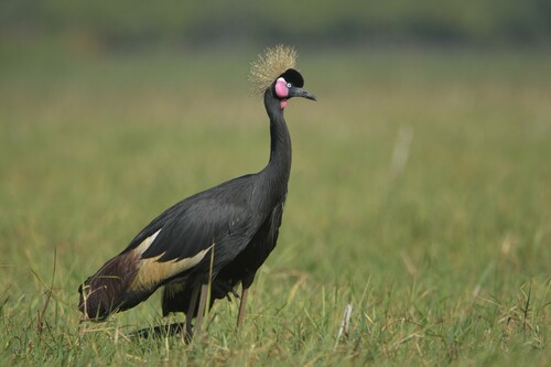 Black Crowned Crane