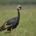 Grulla de Corona Negra - Photo (c) Asrat Ayalew, todos los derechos reservados, subido por Asrat Ayalew