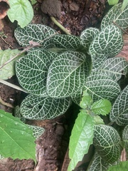 Fittonia albivenis image