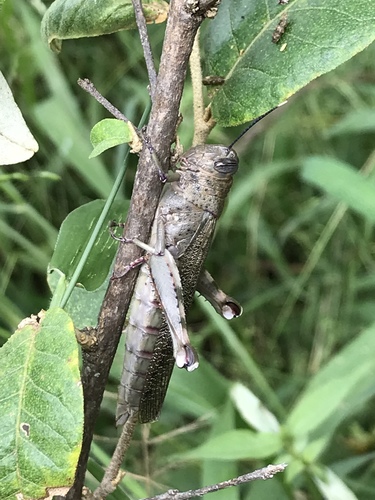 Rhytidacris
