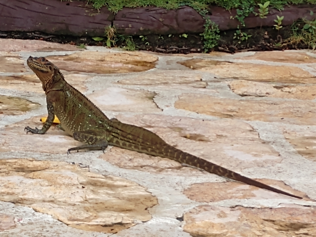 Philippine Sailfin Lizard in March 2023 by Wayne Duran · iNaturalist