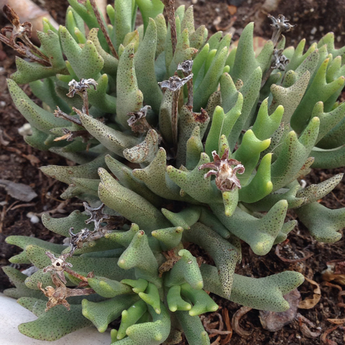 Elk horn (Rhombophyllum nelii)