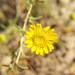 Pulicaria sicula - Photo (c) jdjz, all rights reserved, uploaded by jdjz