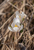 Spring Crocus - Photo (c) 异草志, all rights reserved, uploaded by 异草志