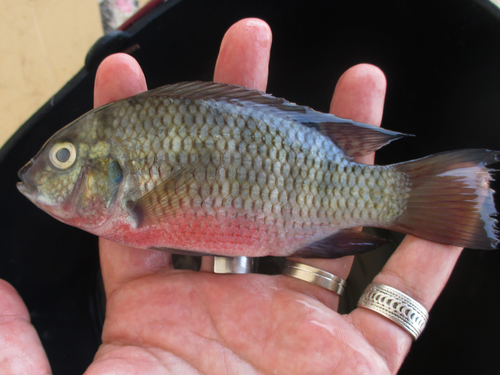 Guinean Tilapia (Coptodon guineensis) · iNaturalist