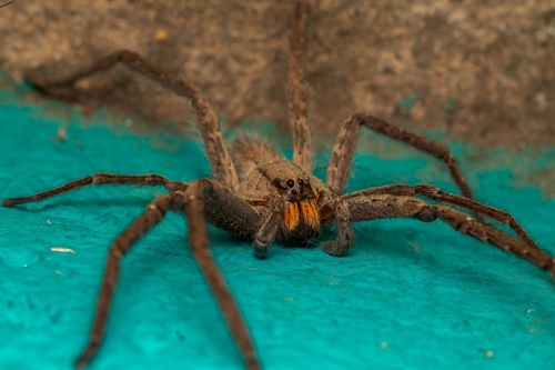 Red-faced Bromeliad Spider