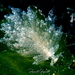 Hermaea bifida - Photo (c) Pascal GIRARD, όλα τα δικαιώματα διατηρούνται, uploaded by Pascal GIRARD
