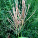 Multi-flowered False Rhodesgrass - Photo (c) Lex García, all rights reserved, uploaded by Lex García