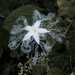 Trichosanthes cucumeroides - Photo (c) pyupyu, todos los derechos reservados