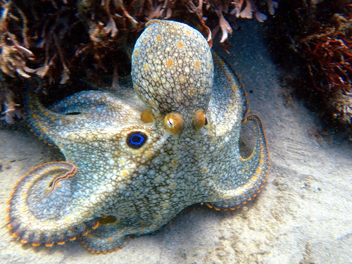 Lesser Two-spot Octopus