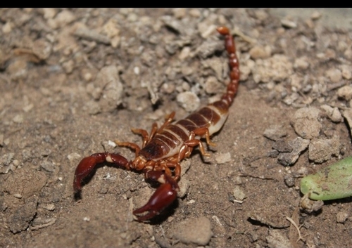 Diplocentrus leptomanus · iNaturalist