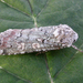 Actebia praecox - Photo 由 David Beadle 所上傳的 (c) David Beadle，保留所有權利