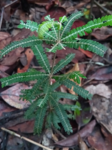 Biophytum aeschynomenifolia