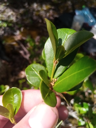 Croton macrobuxus