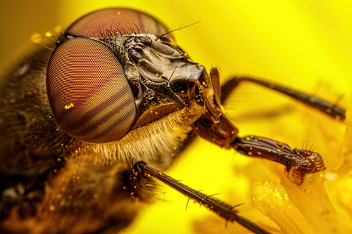 Locust Blowfly