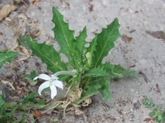 Hippobroma longiflora image
