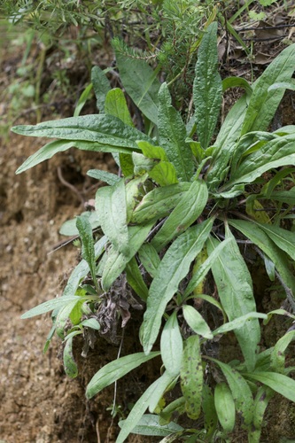 Lax Viper's-bugloss