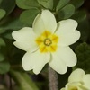 Section Primula - Photo (c) Joao Tiago Tavares, all rights reserved, uploaded by Joao Tiago Tavares