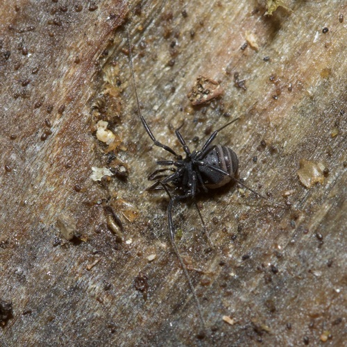 Nemastomella monchiquensis